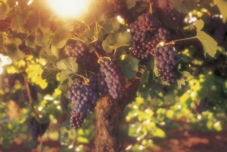 Grapes with sun shining through