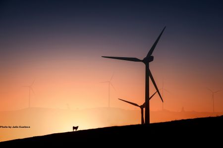 Millicent Windfarm