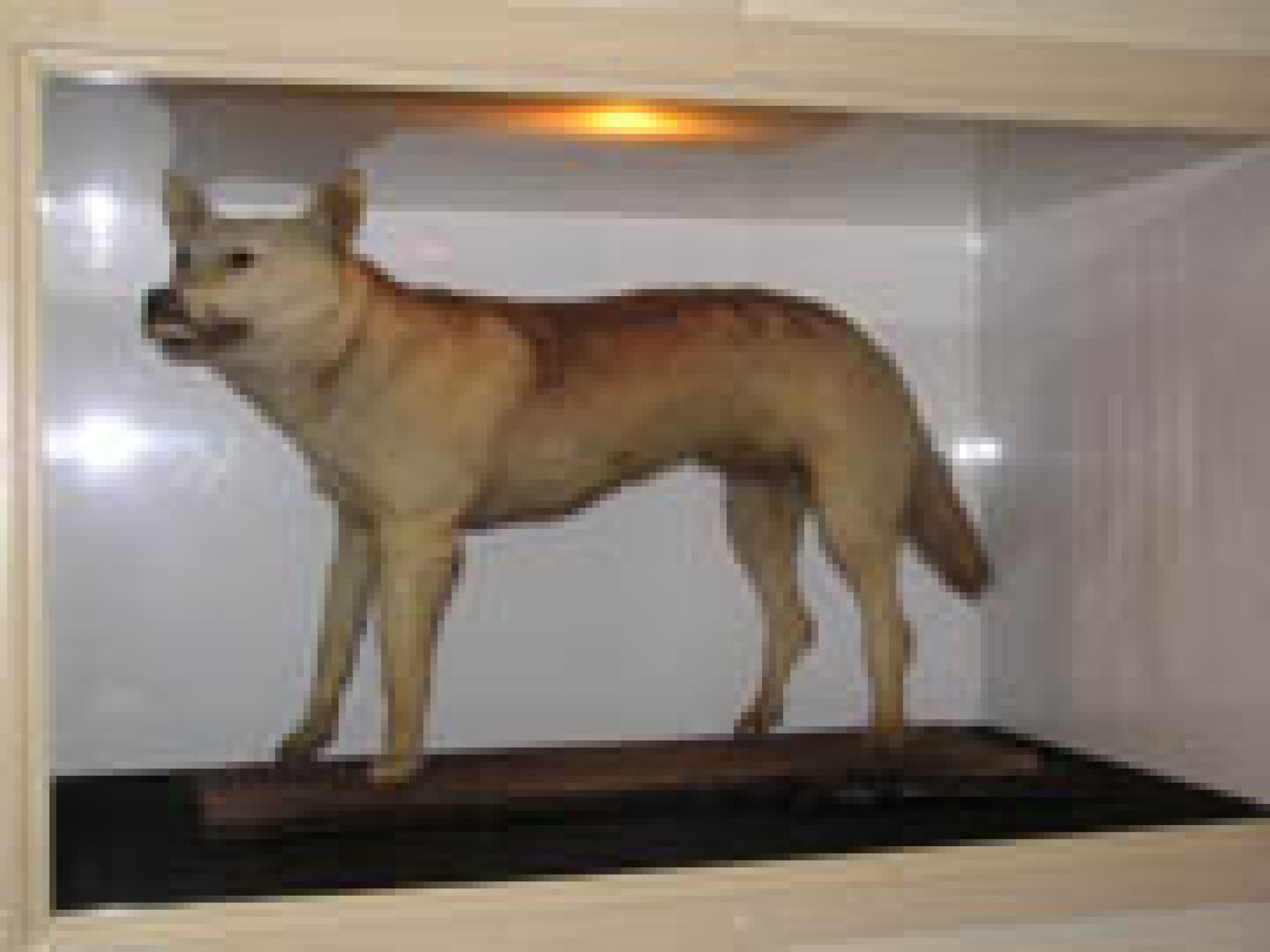 Tantanoola  Tiger