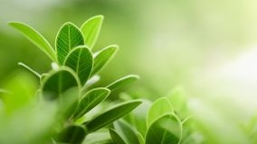 trees; adobe stock