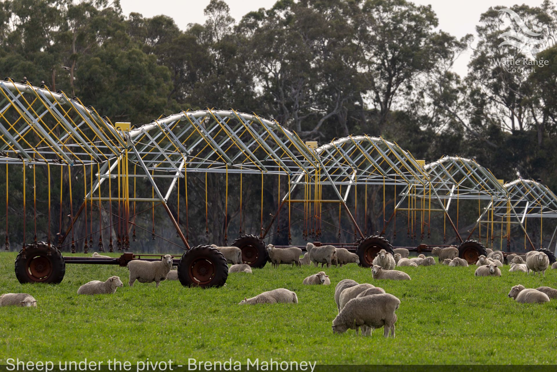 Sheep under the pivot - Brenda Mahoney