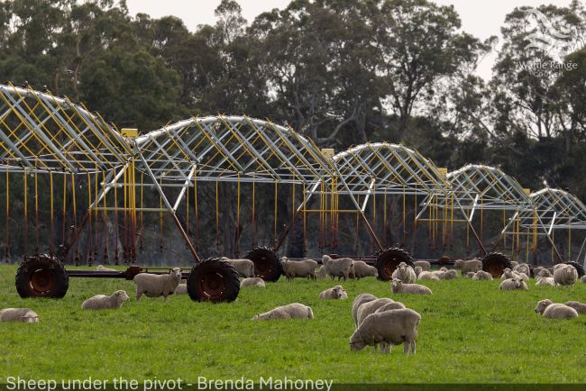 Sheep under the pivot - Brenda Mahoney