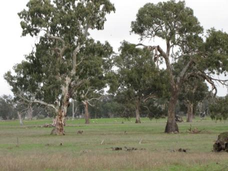 Native Vegetation