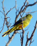 Orange Bellied Parrot Orange Bellied Parrot