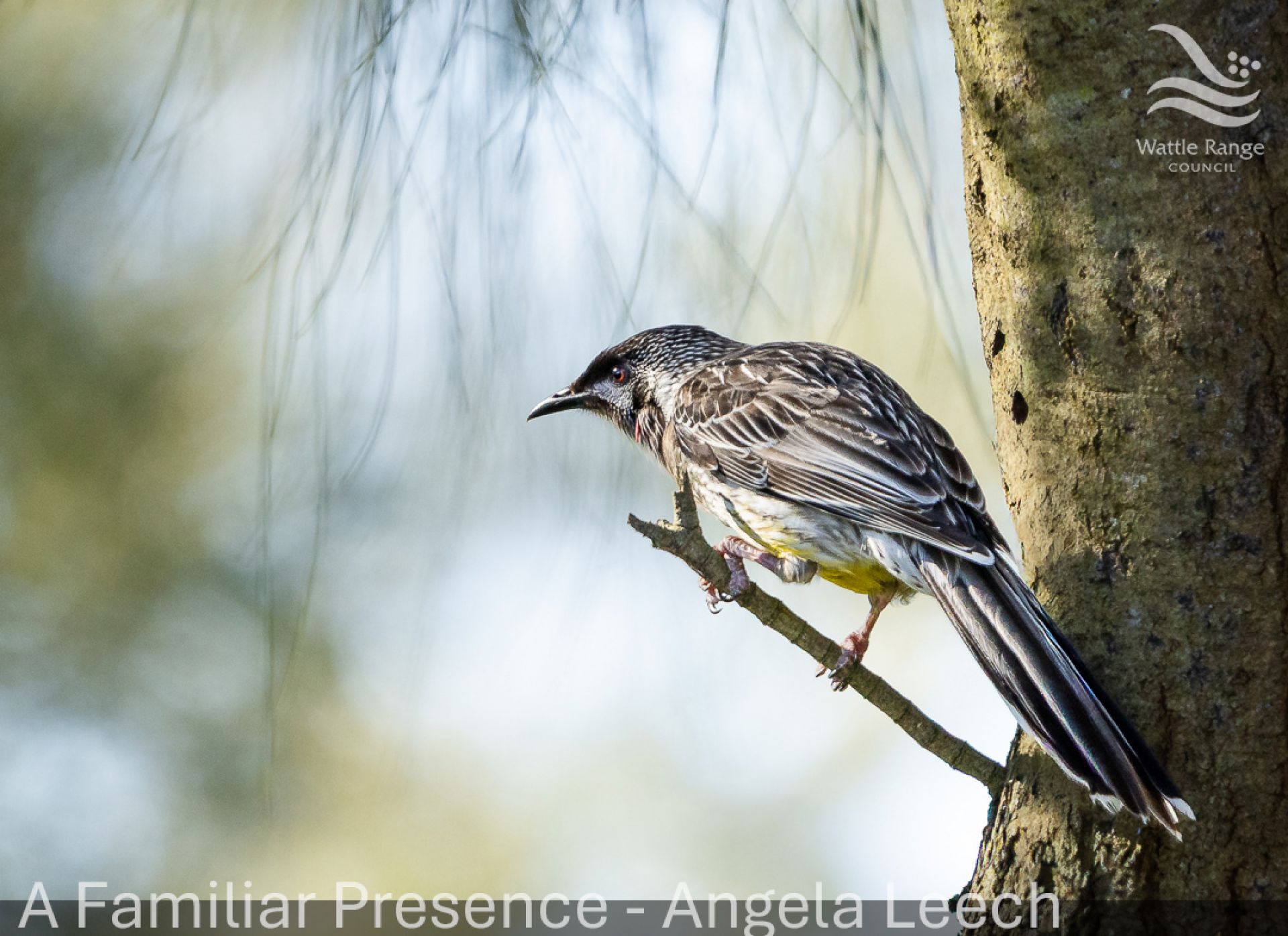A Familiar Presence - Angela Leech