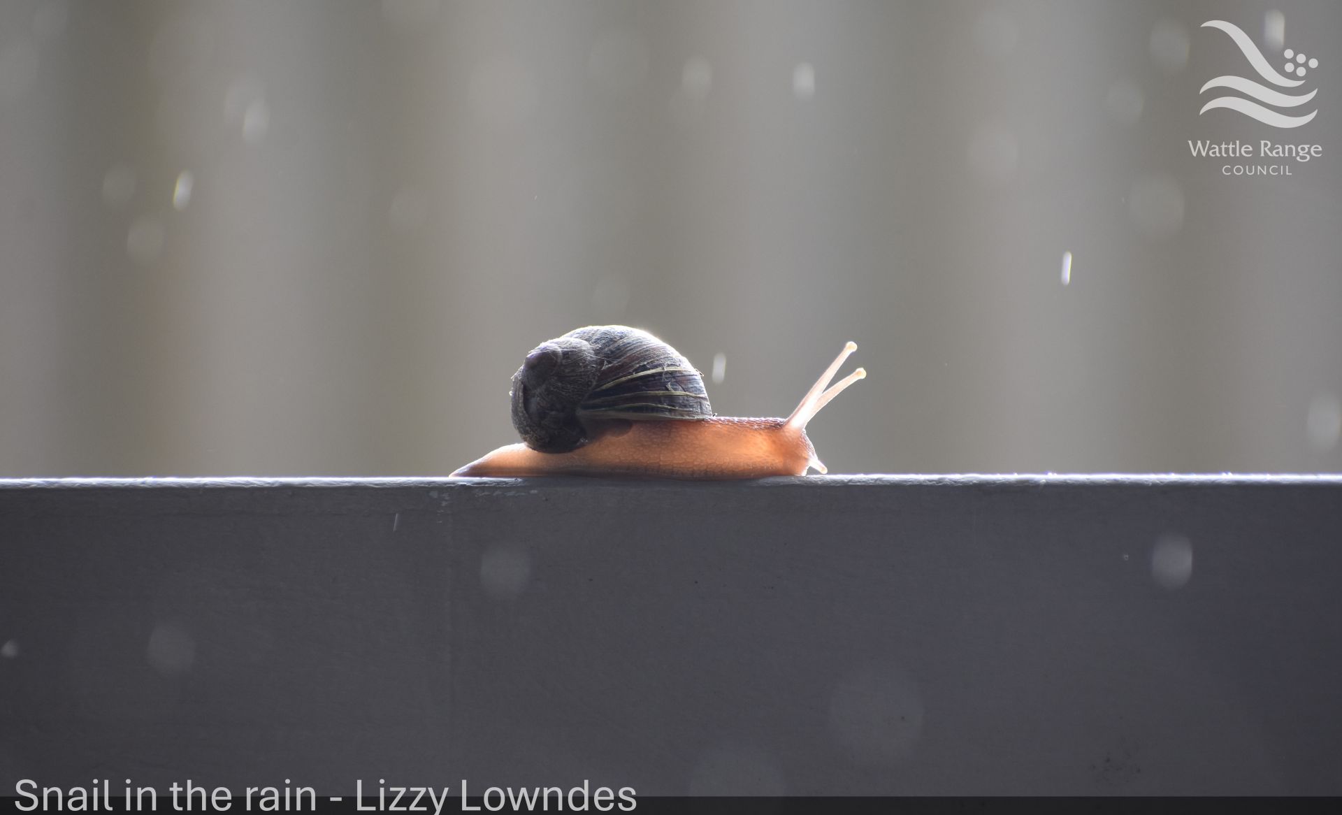 Snail in the rain - Lizzy Lowndes