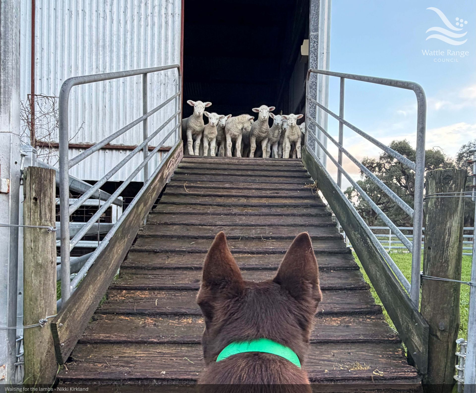 Waiting for the lambs - Nikki Kirkland