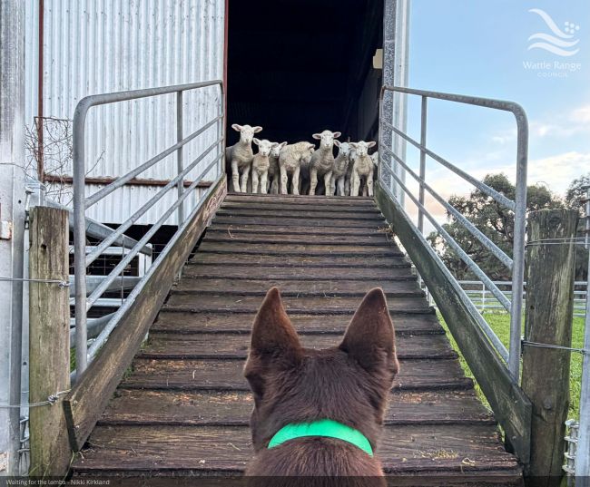 Waiting for the lambs - Nikki Kirkland