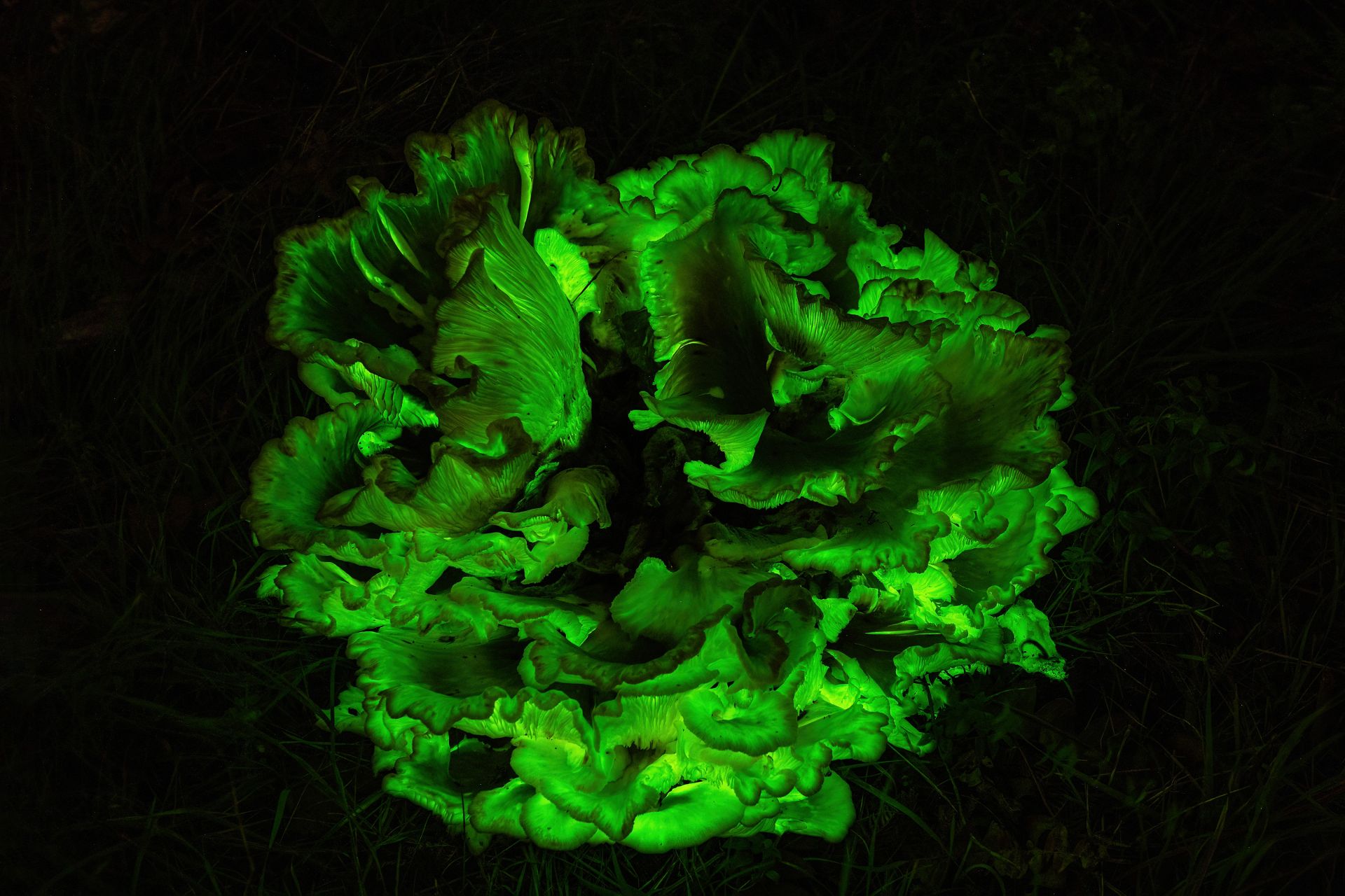 Ghost Mushroom on Banksia stump - Mary Whitehead 2023