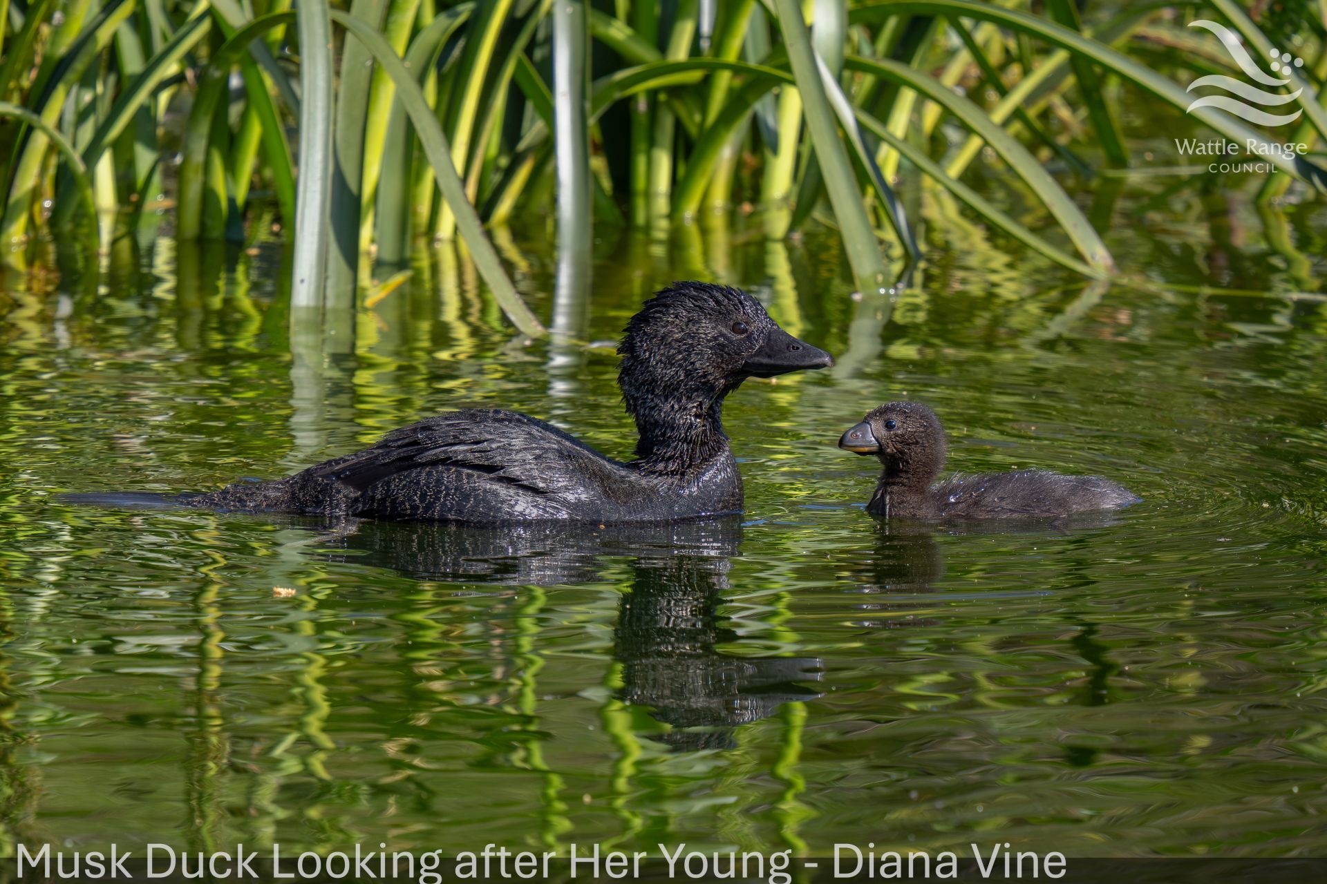 Musk Duck Looking after Her Young - Diana Vine