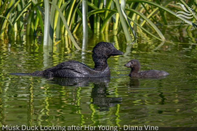 Musk Duck Looking after Her Young - Diana Vine