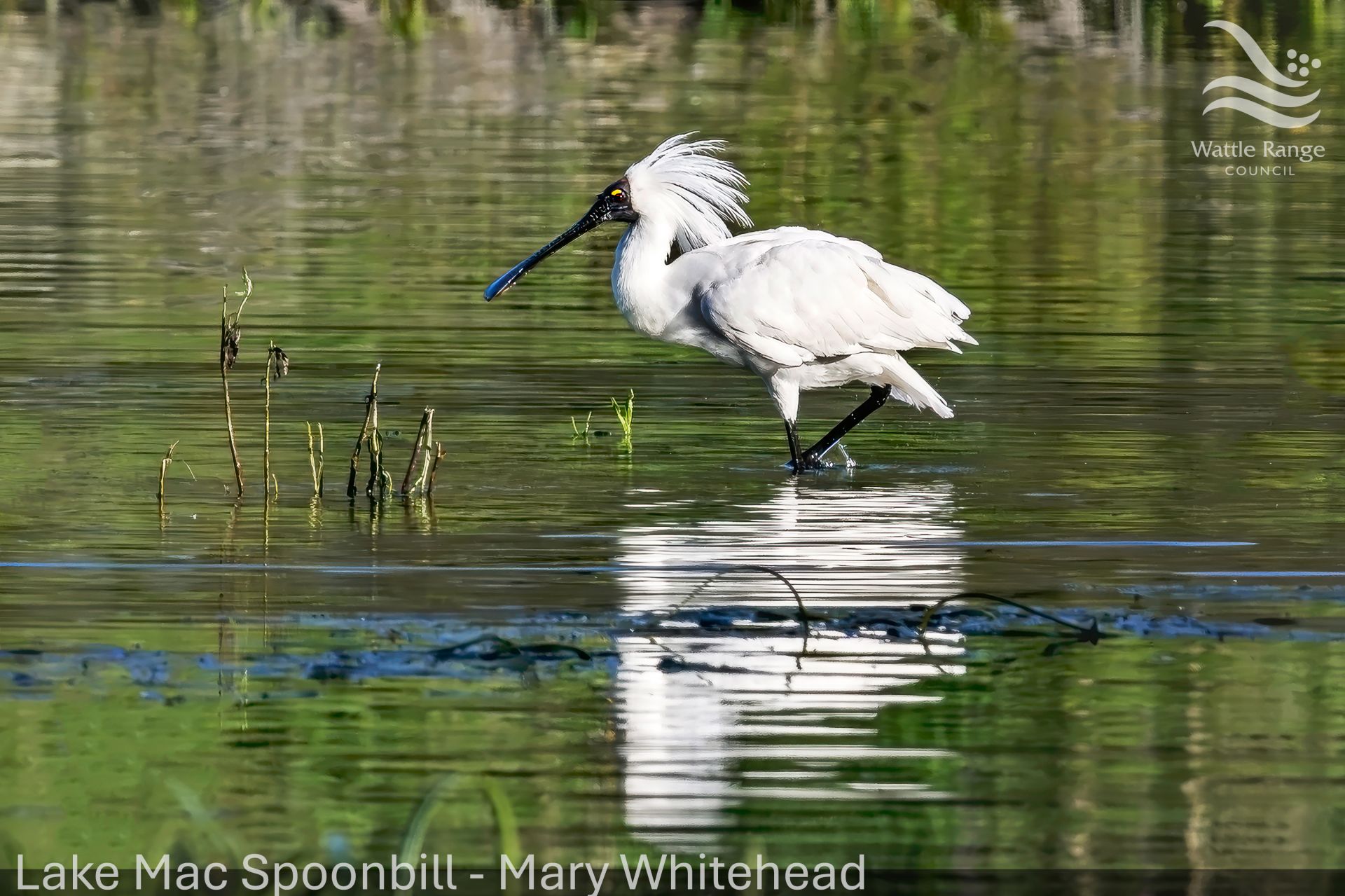 Lake Mac Spoonbill - Mary Whitehead