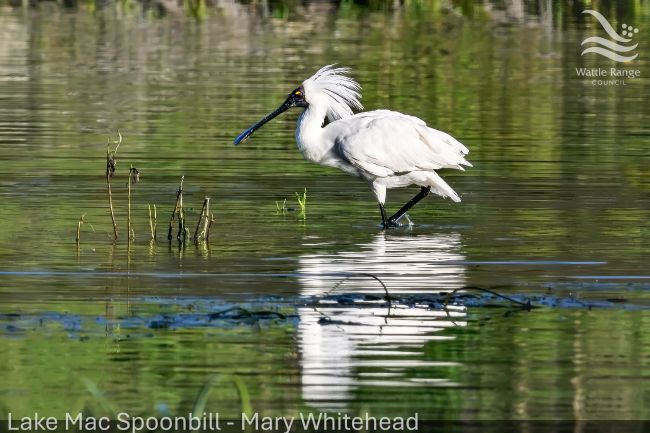 Lake Mac Spoonbill - Mary Whitehead