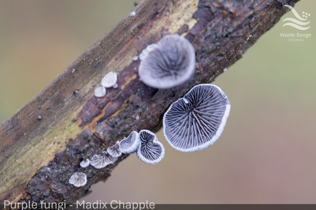 Purple fungi - Madix Chapple