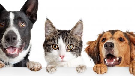 animals; pets; dog; cat; adobe stock