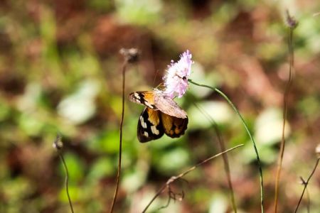Butterfly flower - Mackenzie Davies 2023