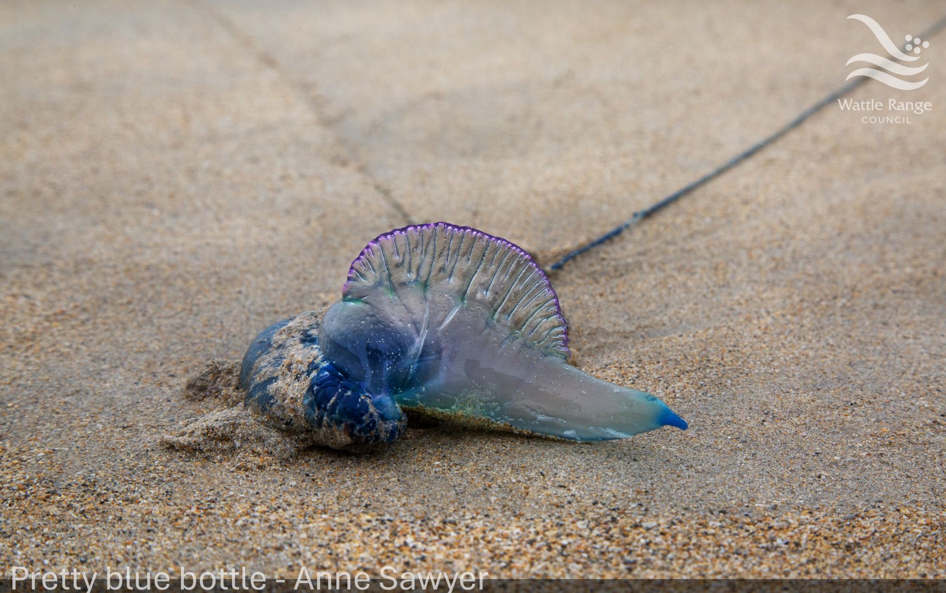 Pretty blue bottle - Anne Sawyer