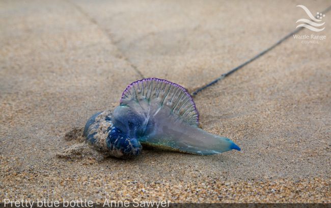 Pretty blue bottle - Anne Sawyer