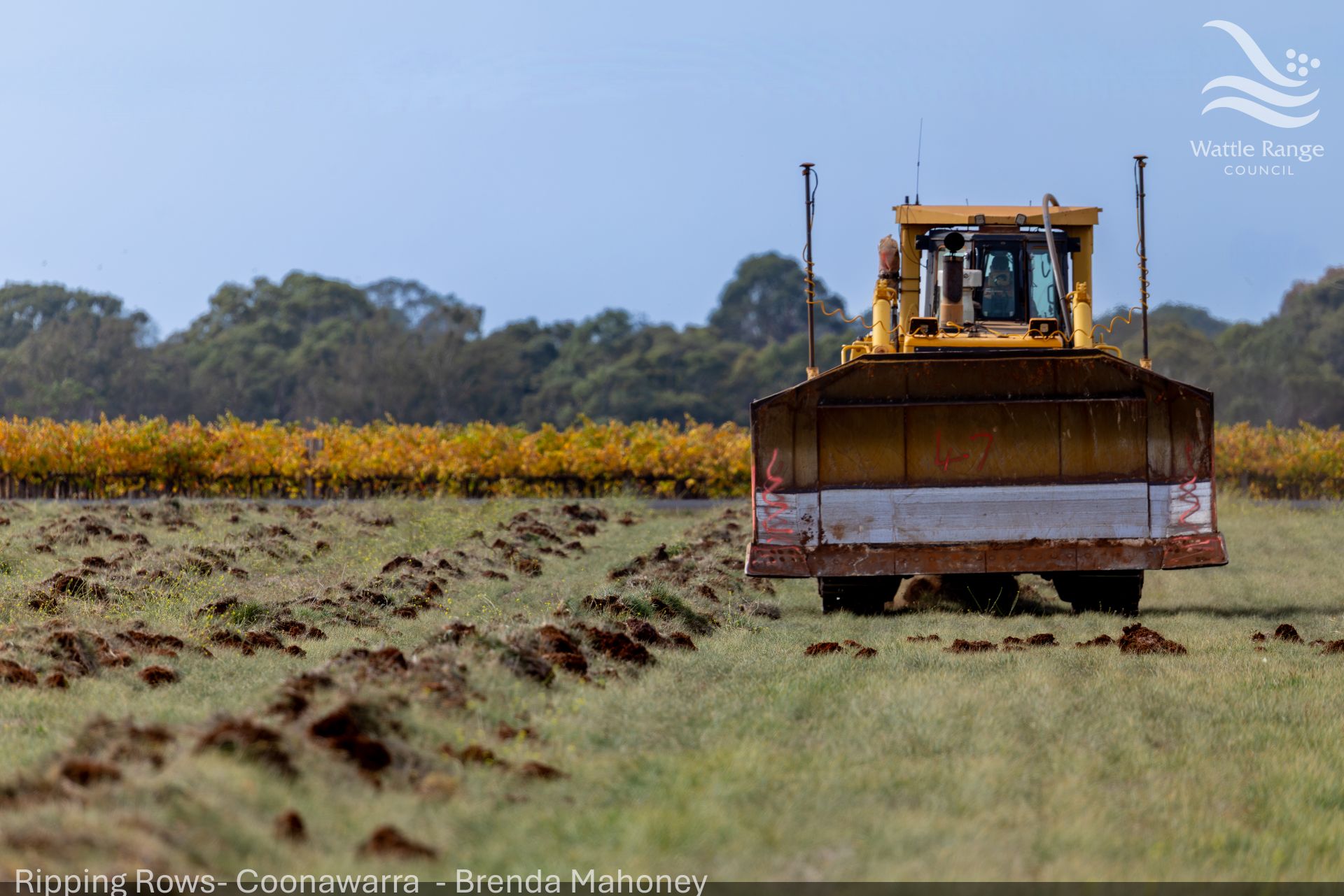 Ripping Rows- Coonawarra  - Brenda Mahoney