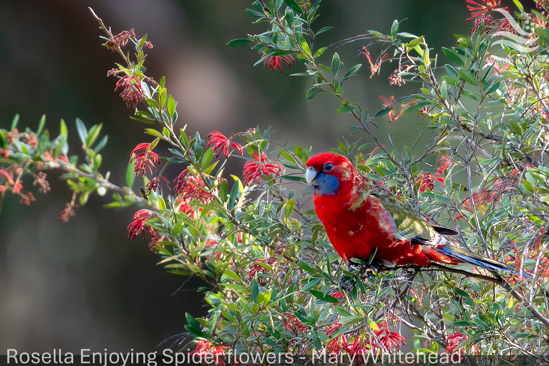 Rosella Enjoying Spider flowers - Mary Whitehead
