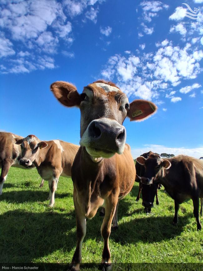 Moo - Marcie Schaefer