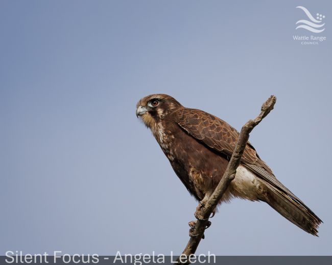 Silent Focus - Angela Leech