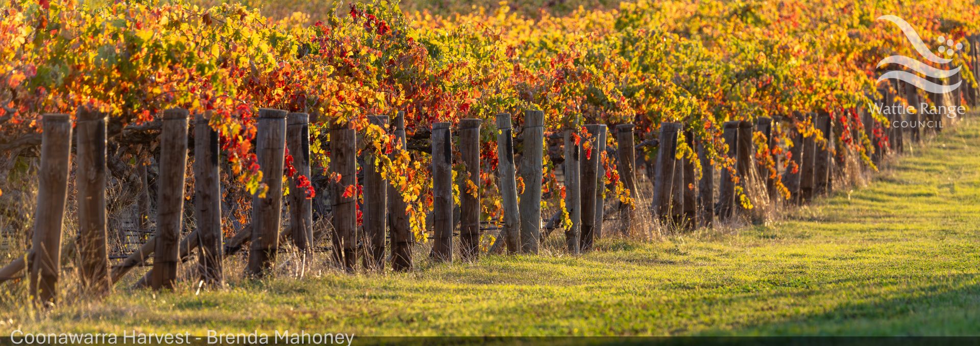 Coonawarra Harvest - Brenda Mahoney