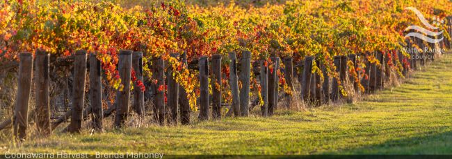 Coonawarra Harvest - Brenda Mahoney