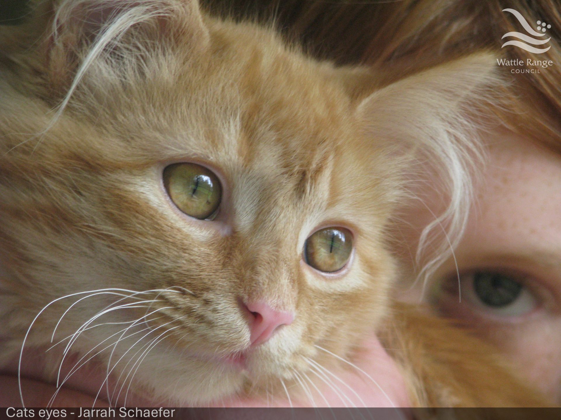 Cats eyes - Jarrah Schaefer
