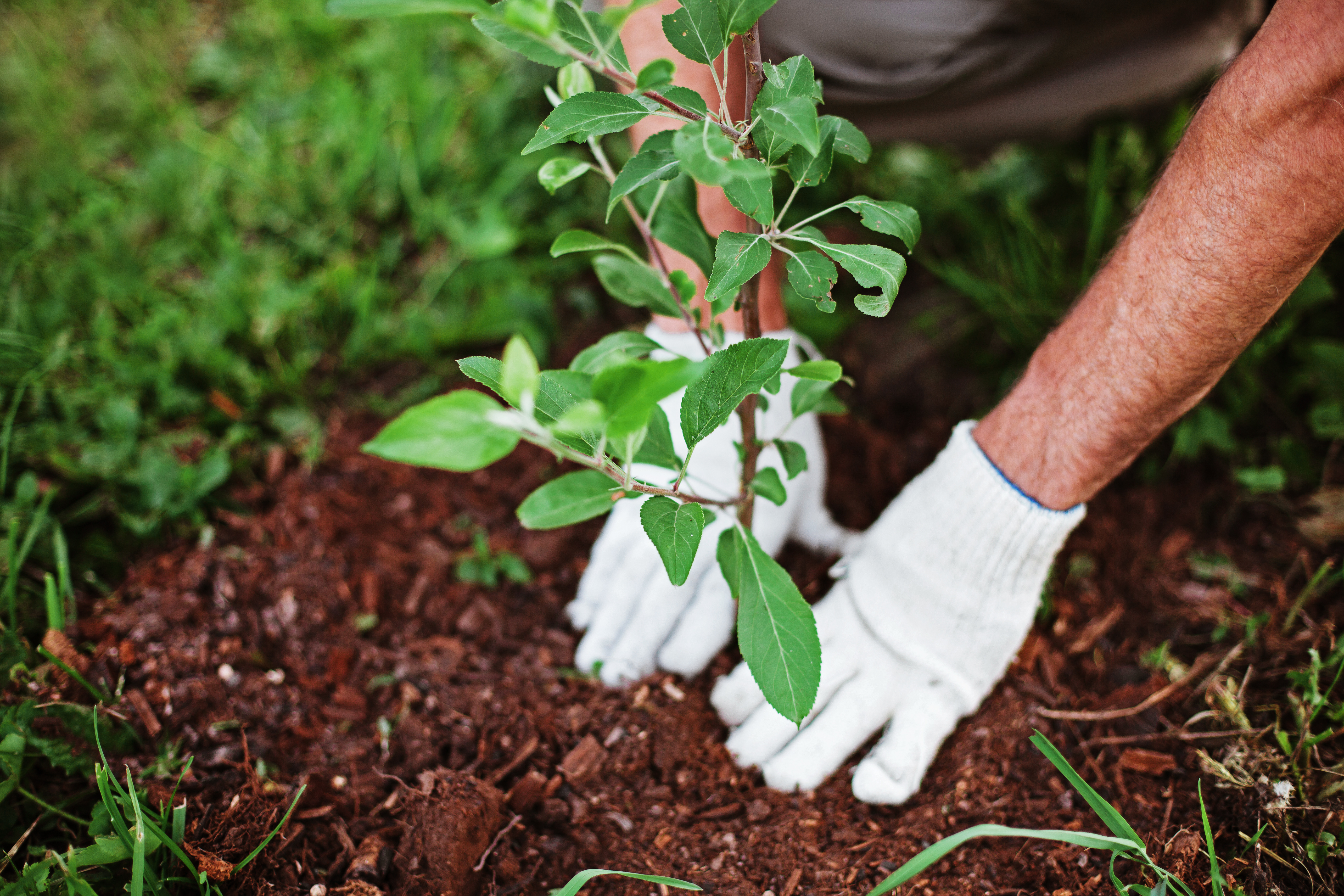 Gloved hands planting a small tree sapling in soil
