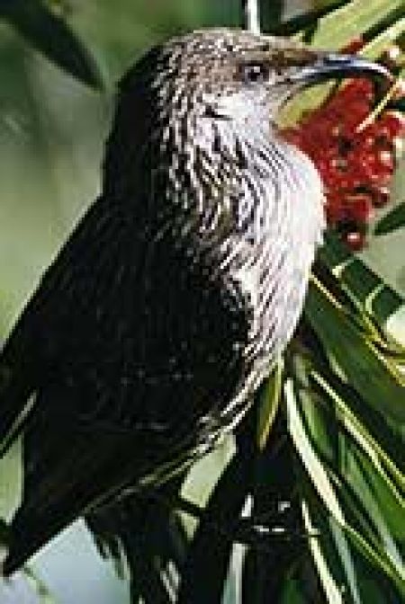 Penola Bird - Greenrise Recreational Reserve