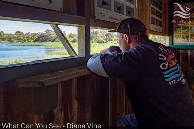 What Can You See - Diana Vine