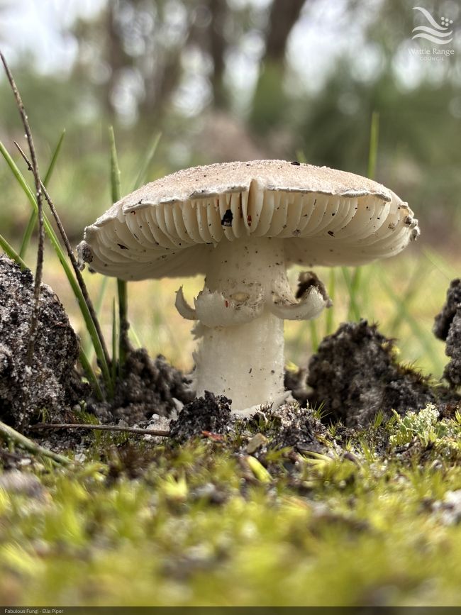 Fabulous Fungi - Ella Piper