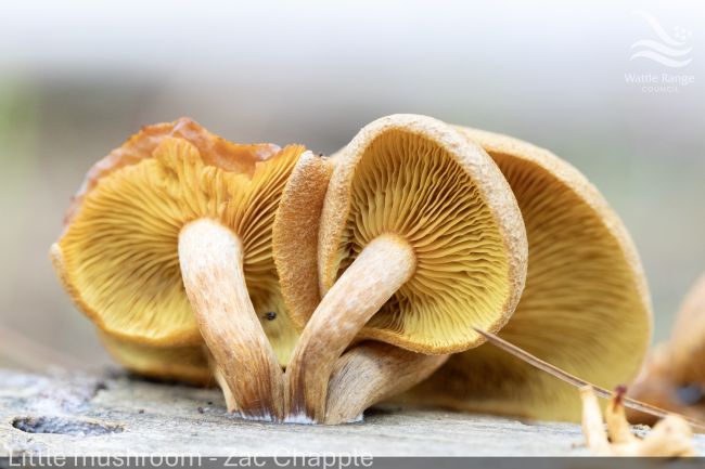 Little mushroom - Zac Chapple