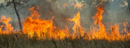 Adobe Stock Bushfire