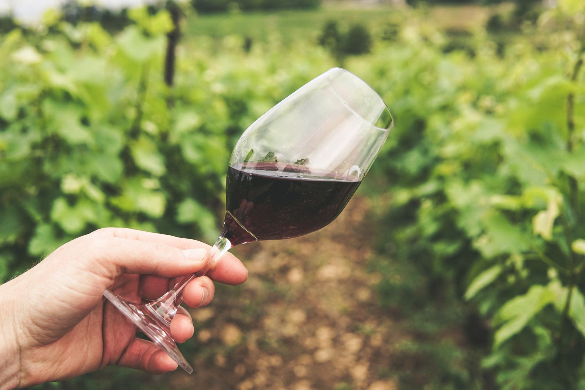 Wine at Vines