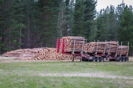 Logs Truck Mt Burr