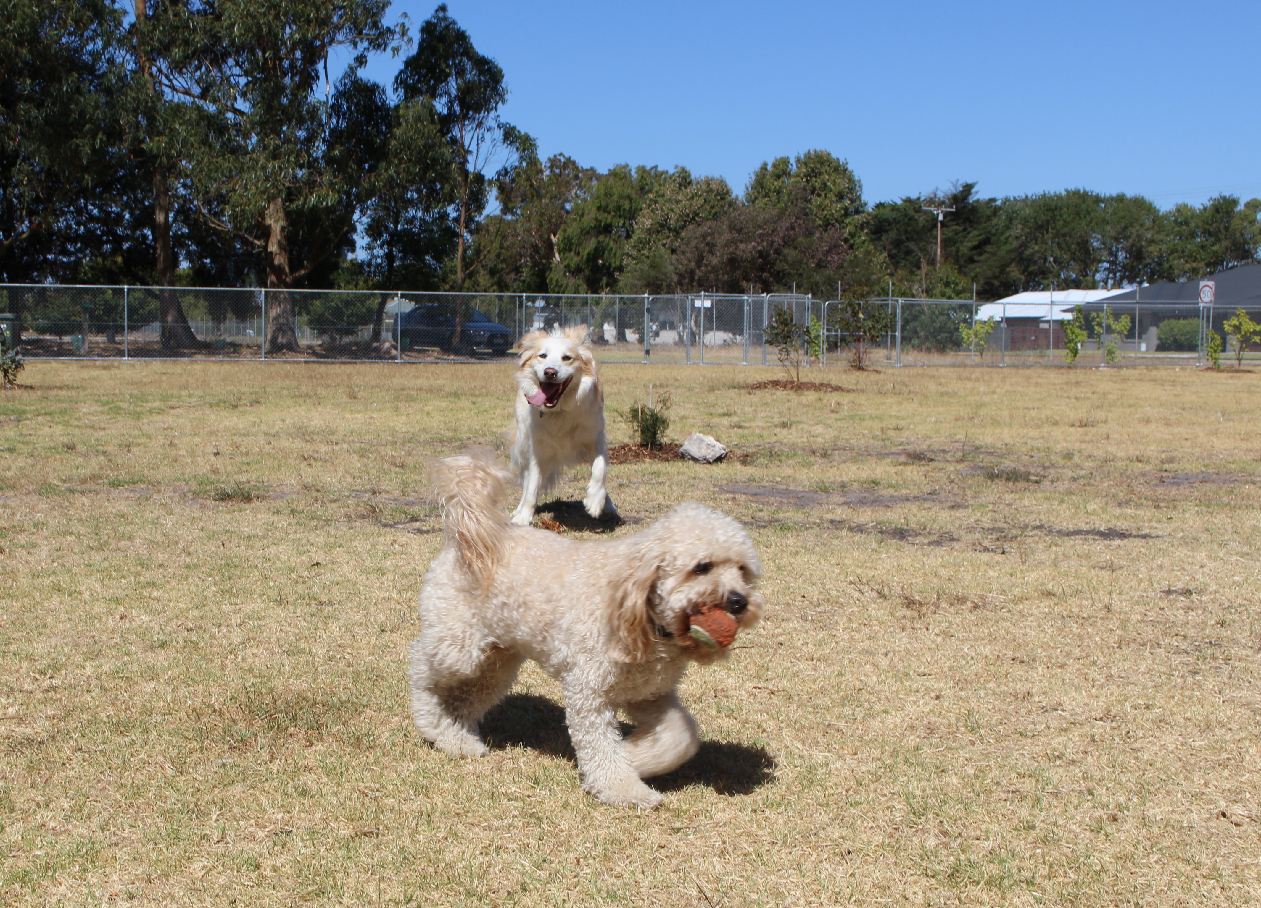 Millicent Enclosed Dog Park