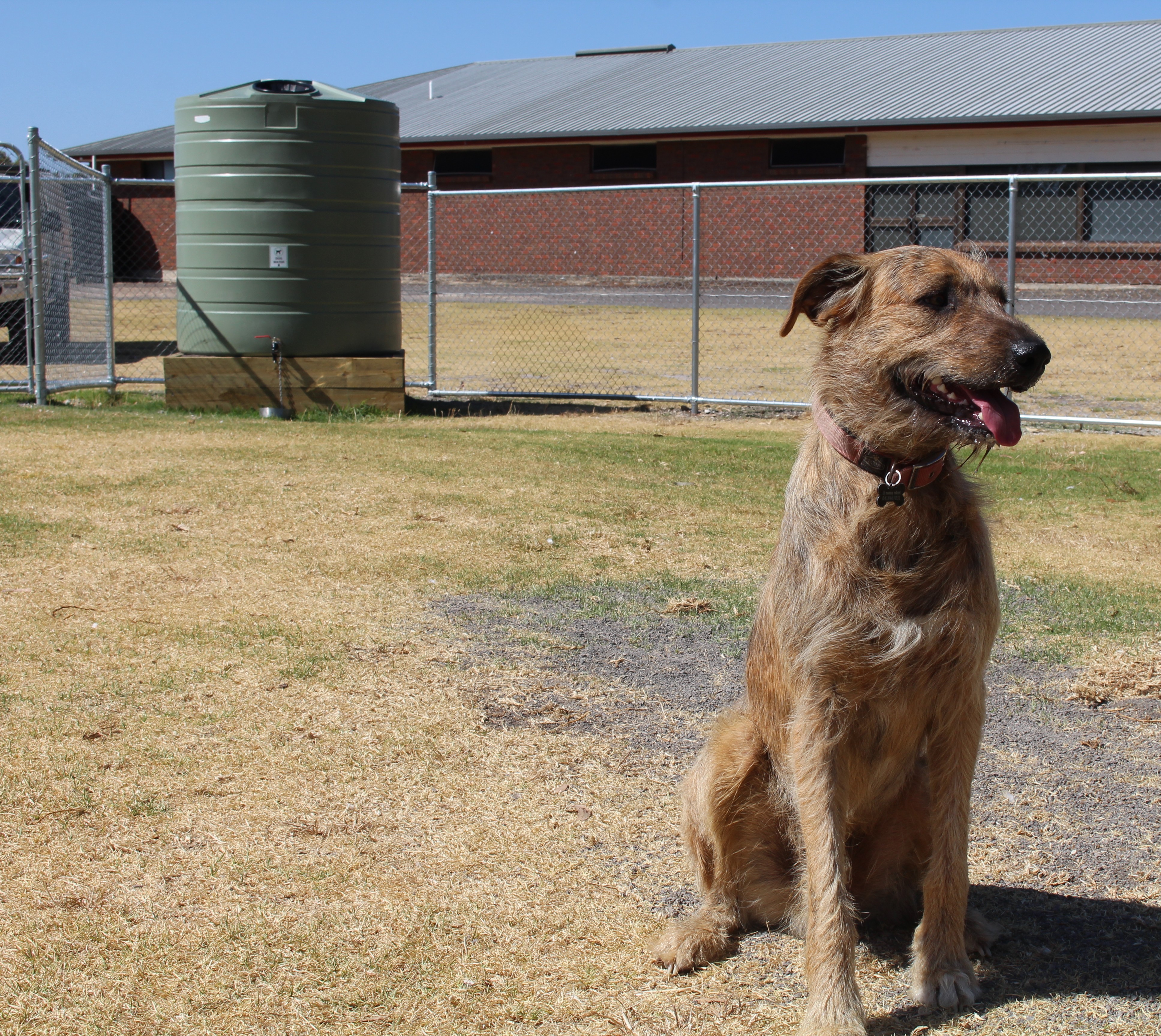 Millicent Enclosed Dog Park